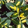Euonymus fortunei 'Interbolwji', leaves