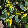 Euonymus fortunei 'Interbolwji', leaves