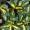 Euonymus fortunei 'Interbolwji', leaves