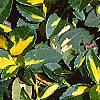 Euonymus fortunei 'Interbolwji', leaves