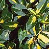 Euonymus fortunei 'Interbolwji', leaves