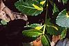 Euonymus fortunei 'Interbolwji', leaves