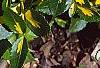 Euonymus fortunei 'Interbolwji', leaves