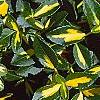 Euonymus fortunei 'Interbolwji', leaves