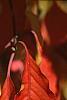 Euonymus hamiltonianus, fall color