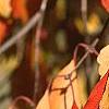 Euonymus hamiltonianus, fall color