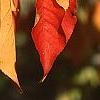 Euonymus hamiltonianus, fall color