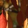 Euonymus hamiltonianus, fall color