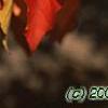 Euonymus hamiltonianus, fall color