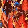 Euonymus hamiltonianus, fall color