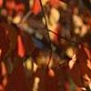 Euonymus hamiltonianus, fall color