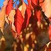 Euonymus hamiltonianus, fall color