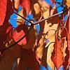 Euonymus hamiltonianus, fall color