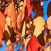 Euonymus hamiltonianus, fall color