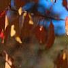 Euonymus hamiltonianus, fall color