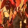 Euonymus hamiltonianus, fall color