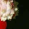 Euonymus americanus, fruit