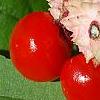 Euonymus americanus, fruit