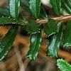 Paxistima canbyi, leaves