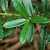 Paxistima canbyi, leaves
