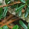 Paxistima canbyi, leaves