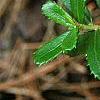 Paxistima canbyi, leaves