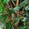 Paxistima canbyi, leaves