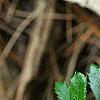 Paxistima canbyi, leaves