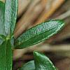 Paxistima canbyi, leaves