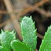 Paxistima canbyi, leaves