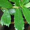 Paxistima canbyi, leaves