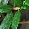 Paxistima canbyi, leaves
