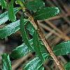 Paxistima canbyi, leaves