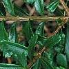 Paxistima canbyi, leaves