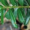 Paxistima canbyi, leaves