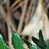 Paxistima canbyi, leaves