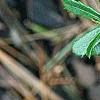 Paxistima canbyi, leaves