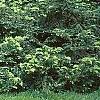 Cephalotaxus harringtonia, habit