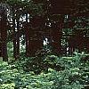 Cephalotaxus harringtonia, habit