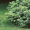 Cephalotaxus harringtonia, habit