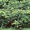 Cephalotaxus harringtonia, habit