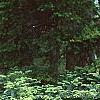Cephalotaxus harringtonia, habit