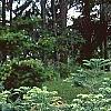 Cephalotaxus harringtonia, habit