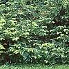 Cephalotaxus harringtonia, habit