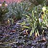 Cephalotaxus harringtonia 'Prostrata', habit