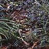 Cephalotaxus harringtonia 'Prostrata', habit