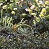 Cephalotaxus harringtonia 'Prostrata', habit