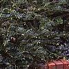 Cephalotaxus harringtonia 'Prostrata', habit