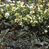 Cephalotaxus harringtonia 'Prostrata', habit