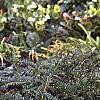 Cephalotaxus harringtonia 'Prostrata', habit